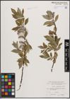 Foto von Salix daphnoides Vill.